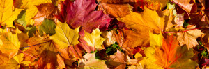 Das Bild zeigt Ahornblätter mit der unterschiedlichsten Herbstfärbung.