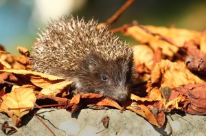 Igel im Herbstlaub auf der Suche nach einem Igelhaus.