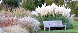 moderner Gräsergarten -shutterstock_119821459