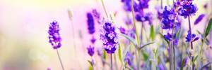 violetten Blüten des Lavendel.