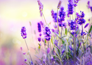 violetten Blüten des Lavendel.
