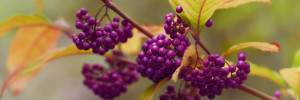 lila Früchte des Liebesperlenstrauch - Callicarpa bodinieri