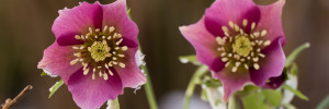 rote Blüte im Schnee von der Schneerose.