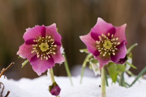 rote Blüte im Schnee von der Schneerose.