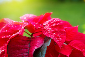 rote Hochblätter des Weihnachtssterns.