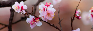Frühling im Garten