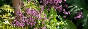 schattiger Garten